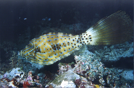 Feilenfisch