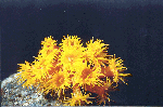 Z�pfchenkoralle