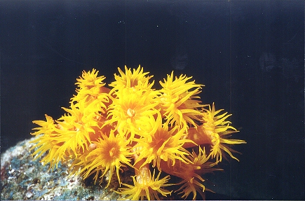 Z�pfchenkoralle