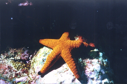 Seestern