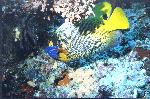 Blaumasken-Kaiserfisch