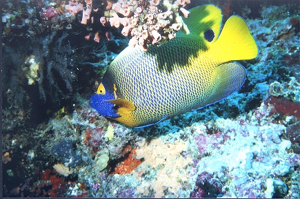 Blaumasken-Kaiserfisch