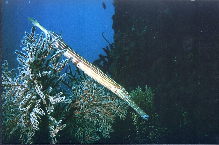 Trompetenfisch