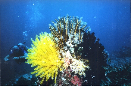 Federsterne