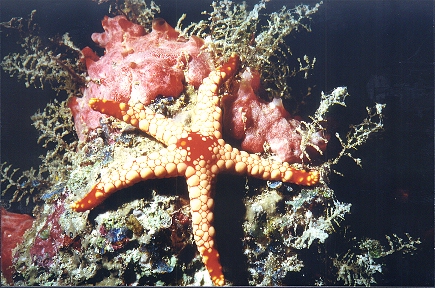 Roter Maschenstern