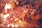 Rote Weichkoralle