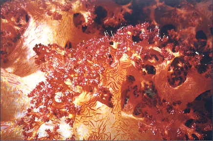 Rote Weichkoralle