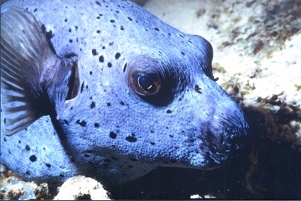 Schwarzfleck-Kugelfisch