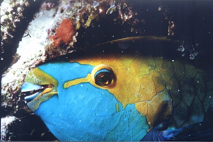 Papageifisch