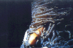 Anemonenfisch