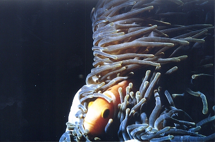 Anemonenfisch