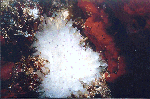 Anemone