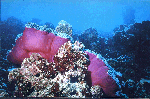 Anemone