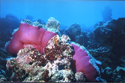 Anemone