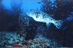 Riesen-Kugelfisch