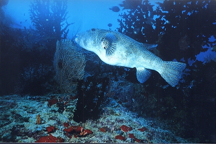 Riesen-Kugelfisch