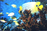 Blaumasken-Kaiserfisch